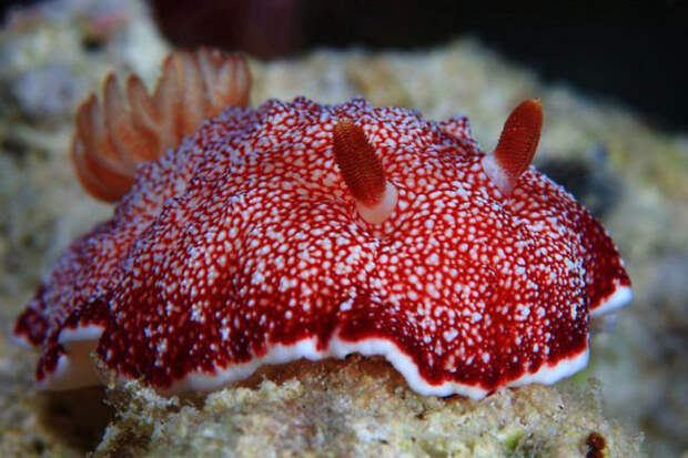 Dandys in the frame - photo of marine mollusks