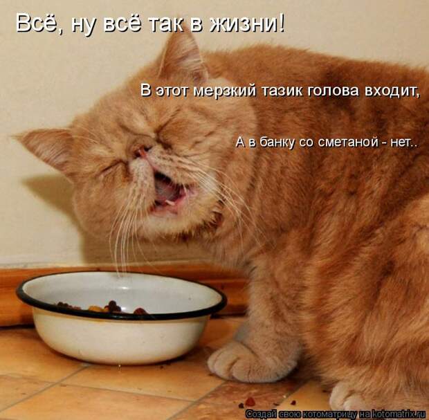 Котоматрица: А в банку со сметаной - нет.. В этот мерзкий тазик голова входит, Всё, ну всё так в жизни!