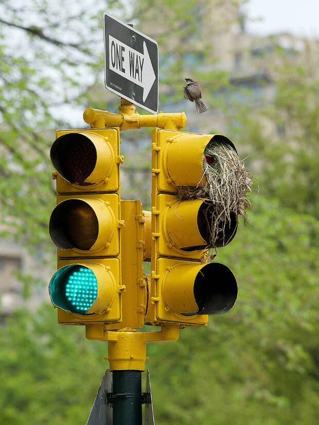 Птицы построили гнезда в светофорах в Центральном парке на Манхэттене