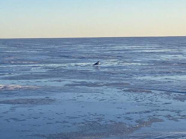 В Ленобласти спасли пять рыбаков с отколовшейся льдины