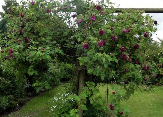 Сорт «Эриннерунг ан Брод»