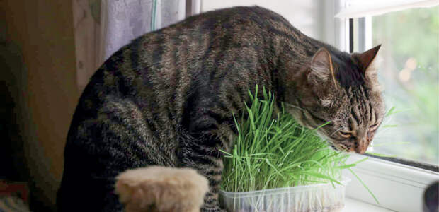 Какие комнатные растения опасны для кошек и собак