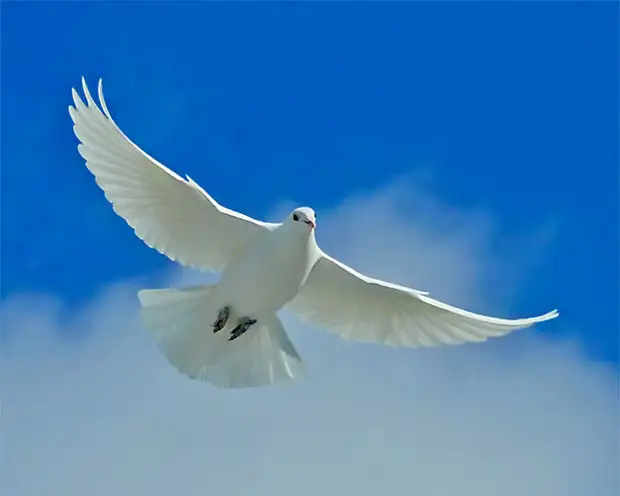 2222299_73887131_white_dove_of_peace_m (660x528, 27Kb)