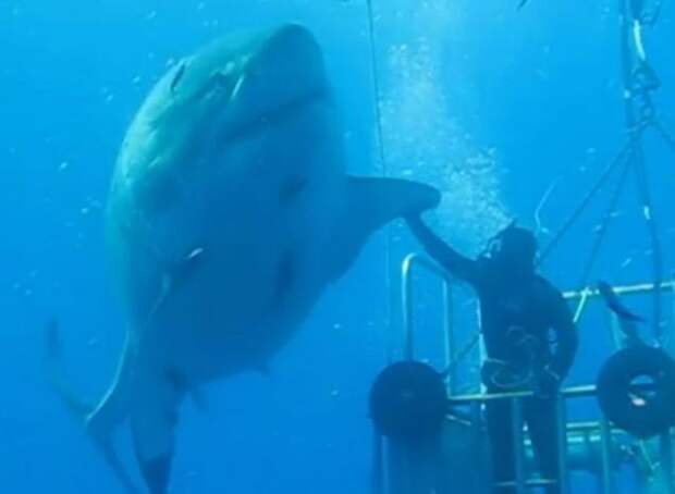 Самые большие белые акулы видео, история, рыбалка, факты, фото