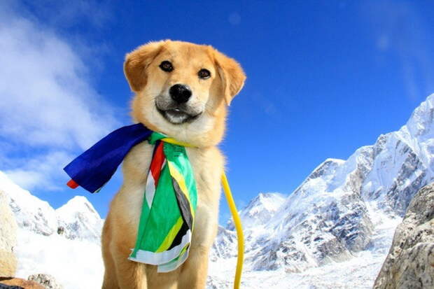 Пес Рупи - первая собака в мире, покорившая Эверест альпинизм, животные, собаки в горах