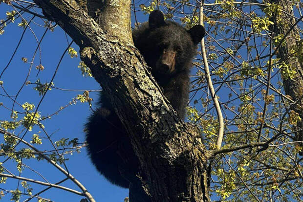 UPI: в США из-за забравшегося на дерево медведя перекрыли несколько улиц