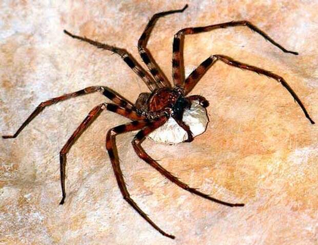 Какой паук самый большой на Земле — фото и описание крупнейших пауков планеты
