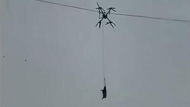 По мотивам «Мимино»: в Китае фермер обесточил всю деревню из-за перевозки свиньи на дроне