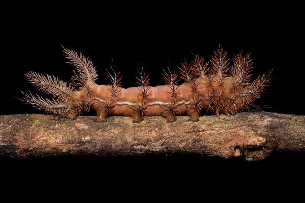 Красивые и опасные гусеницы