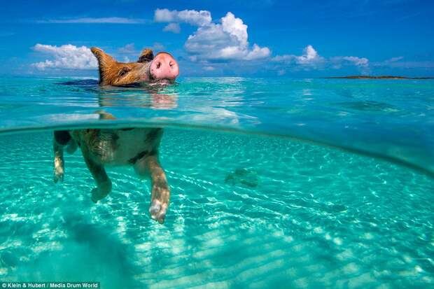 swimmingpigs01 Счастливая жизнь веселых хрюшек на Багамах