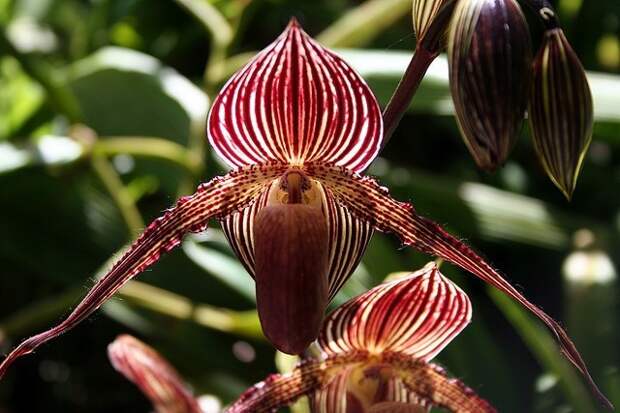 4. Орхидея «Золото Кинабалу» (примерно 400000 руб. за штуку) рейтинги, факты, цветы