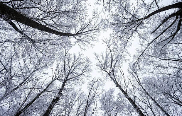 Сильный ветер сохранится в Тульской области до конца суток 28 апреля