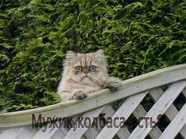 Фото забавных котов и котят со смешными подписями