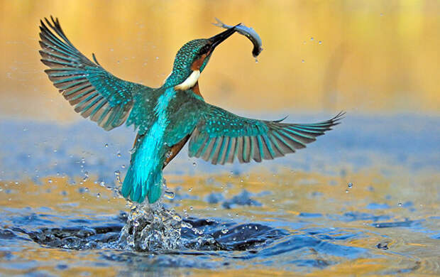 Зимородок - король-рыбак - kingfisher - Фото и статья