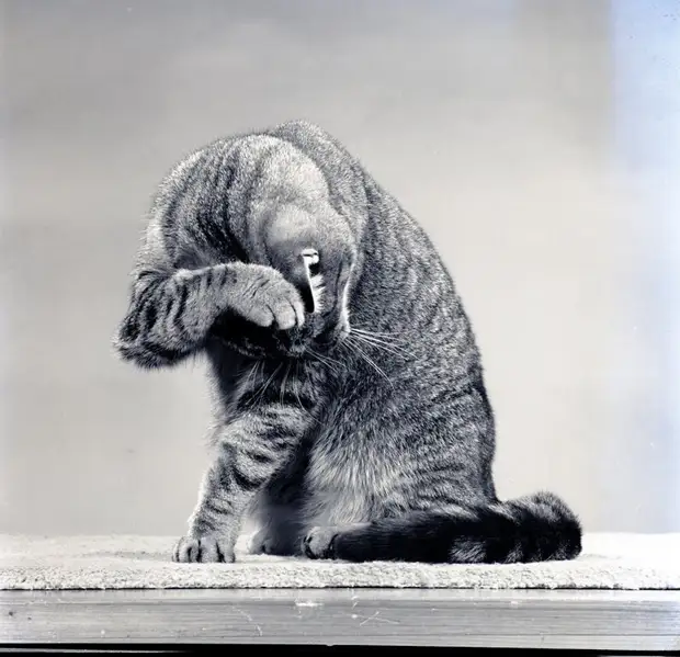 ������ ������� � �������, ������� 70 ��� �������������� �����   15