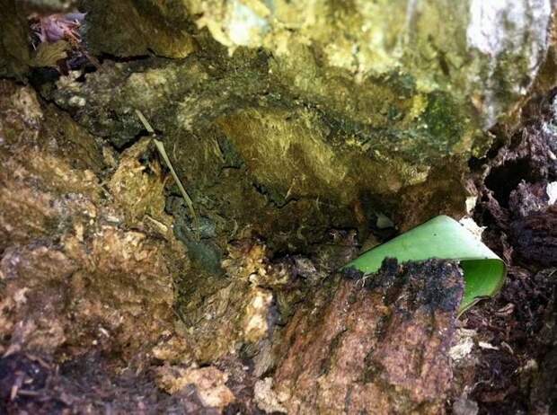 Найди лягушку (2 фотографии), photo:1