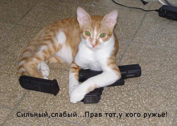 Мохнатые шутки Мохнатые шутки животные, коты, прикол, юмор