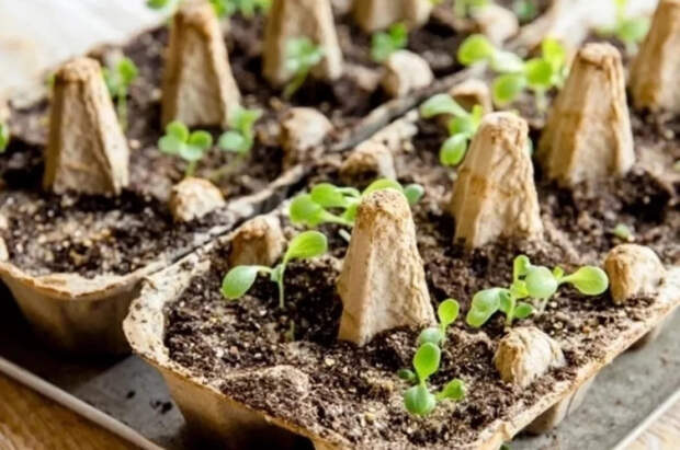 Агроном Днепрова рассказала, какую рассаду стоит посадить в конце февраля