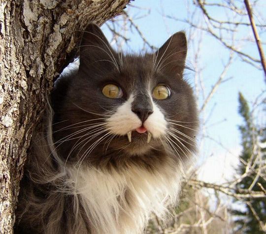 Клыкастые котики-вампиры вампир, клыки, кот, котейки, котики, кошак