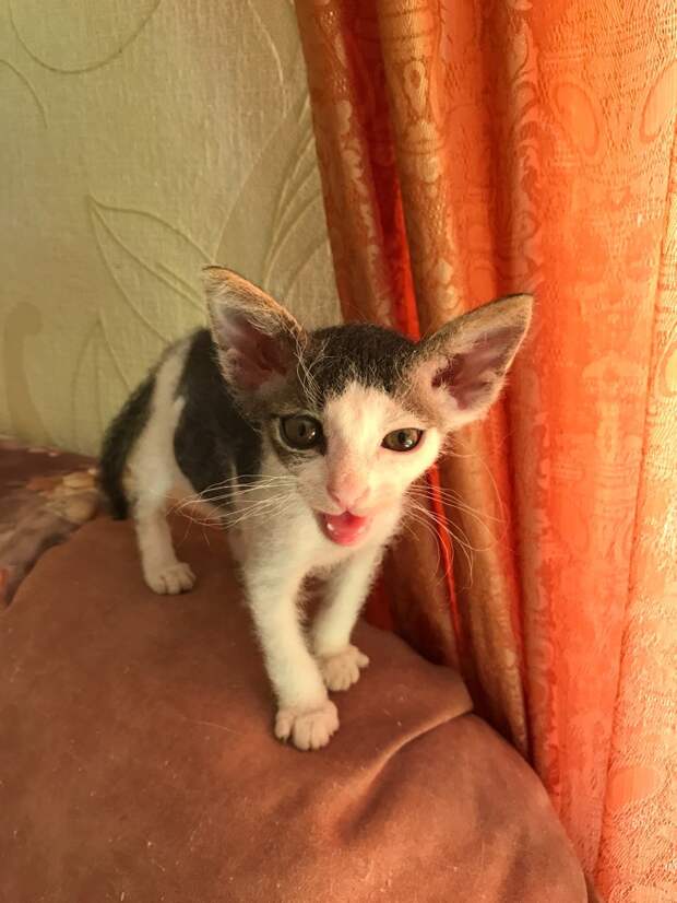 больной котенок