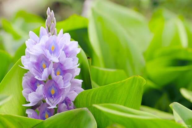 Водяной гиацинт - красивое растение с нежно фиолетовыми цветками