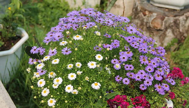 Цветы брахикома иберисолистная фото в саду