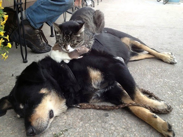 Кот и пёс  кот, кошка, пёс, собака