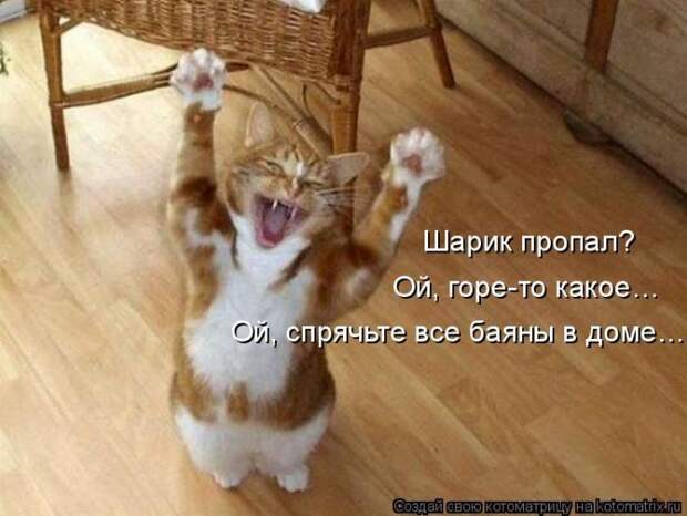 Лучшие котоматрицы недели (50 фото)