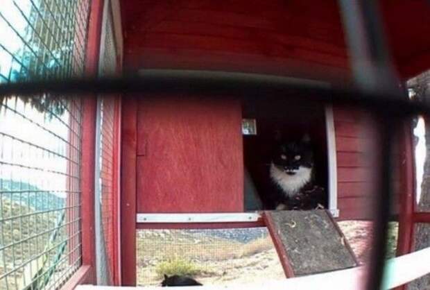 Котята не только не желали приручаться, они никак не могли приспособиться к жизни в помещении.