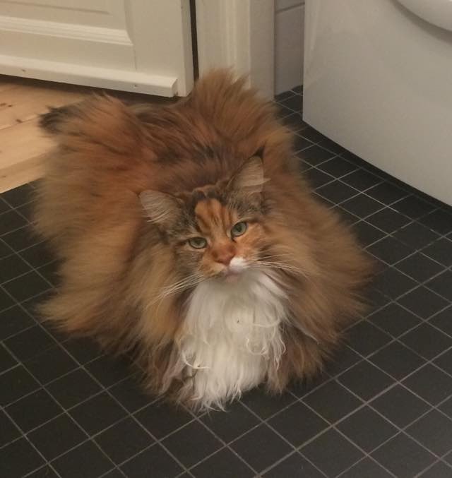 Без кота и жизнь не та