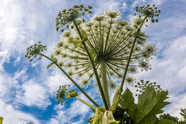 Россельхознадзор предупредил о семенах борщевика Сосновского на маркетплейсах