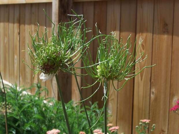 Гибрид "Хейр" лука виноградного (Allium vineale 'Hair')