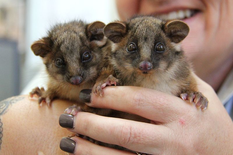 1_Possum Близнецы (8)