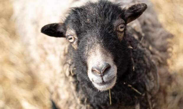 На ферме овца родила редкое потомство: посмотрите на фото этих ягнят-шестерняшек