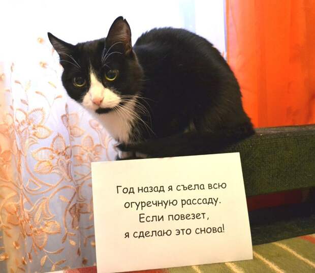 Почему-то я ей верю... Почему-то я ей верю... жизненно, прикол, рассада