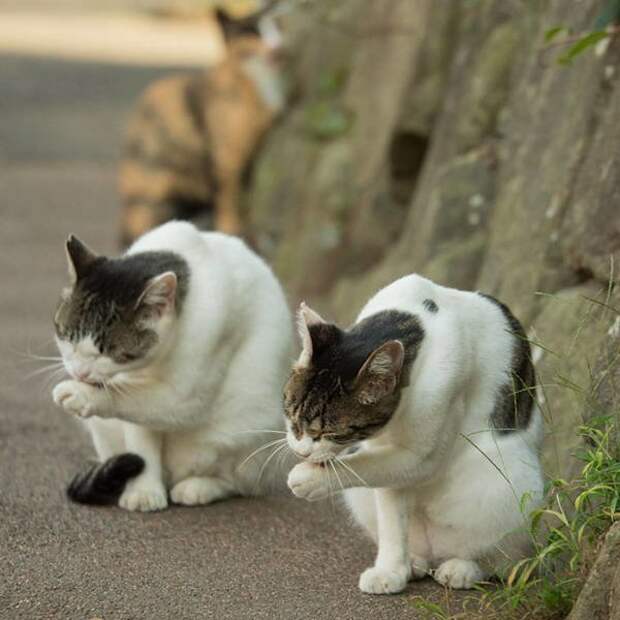 Кошачий фотопозитив коты, кошки, подборка