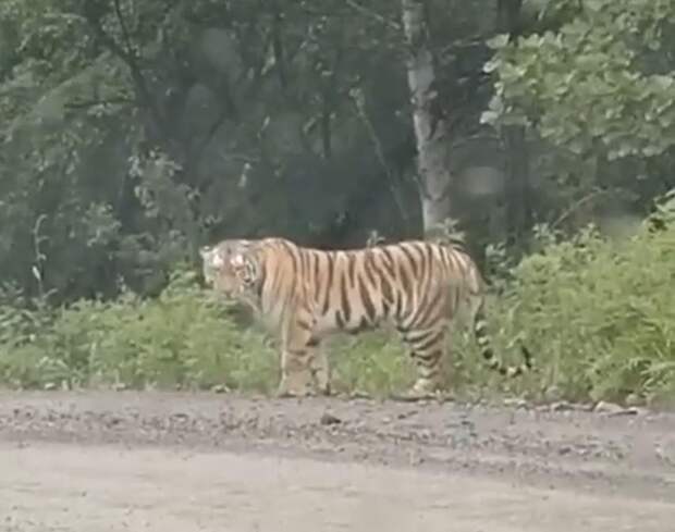 В Приморье тигр перешел дорогу по правилам ПДД