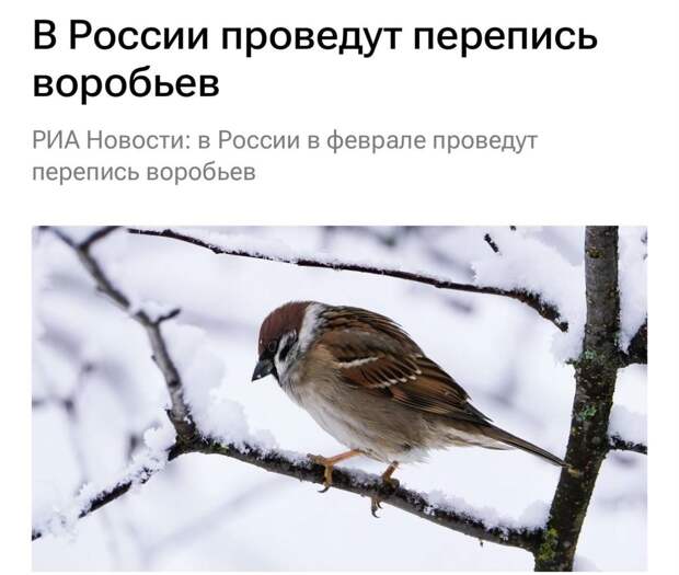 ⚡️После переписи воробьям поднимут НДС — налог на добавленную семечку