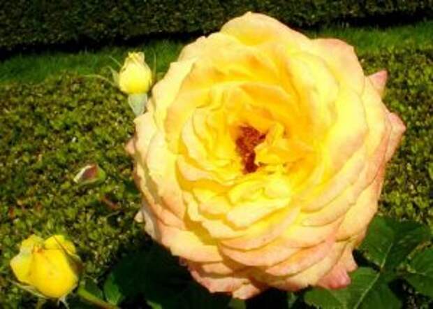 Чайно-гибридные розы – лучшие сорта для вашего сада