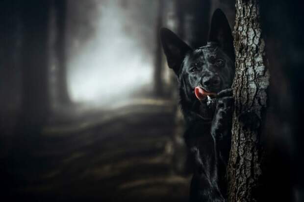 Немецкая овчарка черного окраса интересное, история, собаки, фотографии