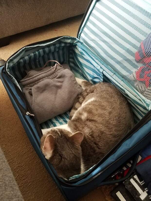 кот в чемодане с вещами
