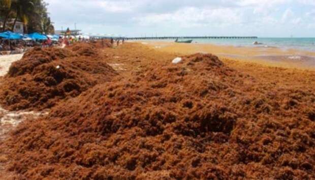 Дом из водорослей: мужчина из Мексики построил крепкое и органическое жилье