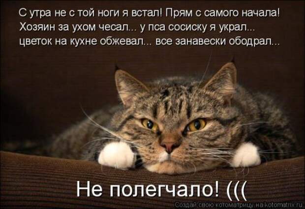Свежая котоматрица (20 фото)