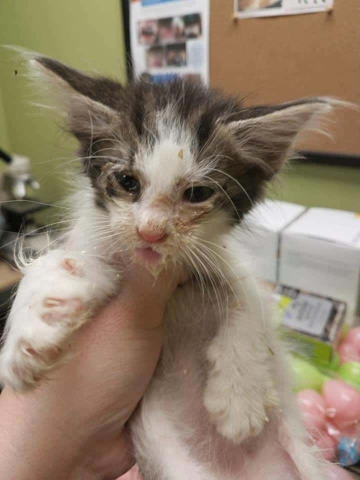 больной котенок