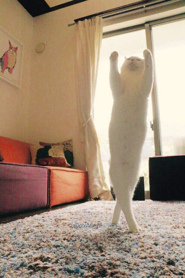 Эта кошка танцует так, будто никто ее не видит кот, танец