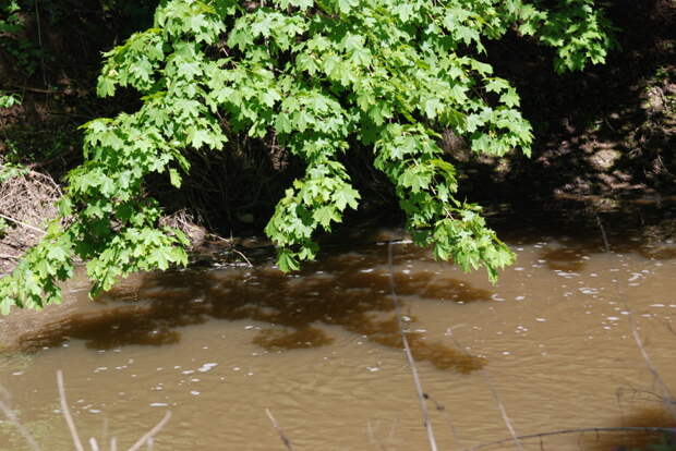 Часто голавля можно найти под нависшими кронами деревьев, т.к. с них в воду падает много пищи. голавль, рыбалка