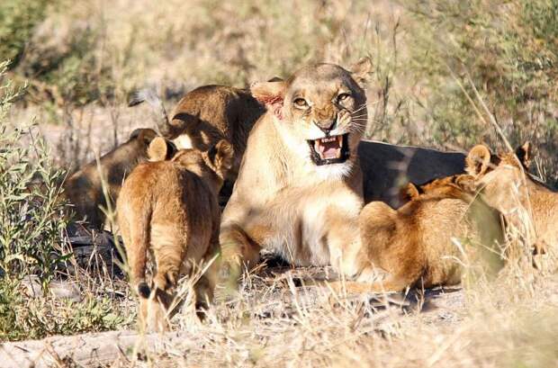 Львицы закатили скандал загулявшему льву африка, лев, природа