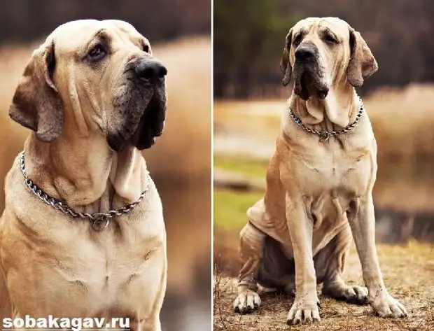 Фила бразилейро собака. Описание, особенности, уход и цена породы