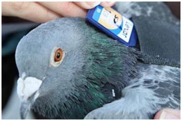 Загадка века - как почтовые голуби находят дорогу? голубиная почта, интересное, история, факты