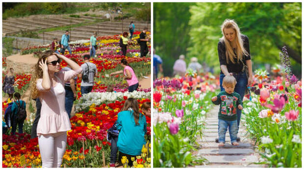 Слева тюльпаны в Саду, справа тюльпаны в Кёкенхофе, фото сайта tuizm.ru